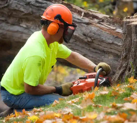 tree services Pylesville